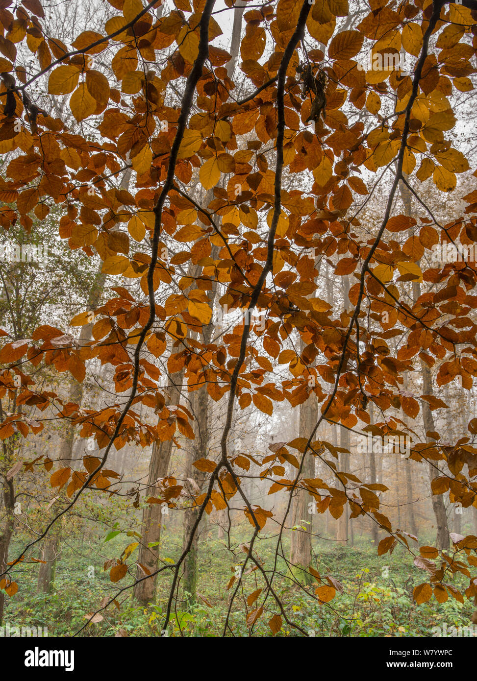Buche (Fagus sylvatica) Blätter im Herbst, Saint Gobain, Aisne, Picardie, Frankreich. November. Stockfoto