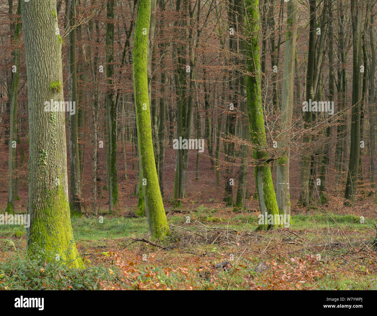 Die Buche (Fagus sylvatica) Wald im Herbst, Villers Cotterets, Aisne, Picardie, Frankreich, Dezember. Stockfoto