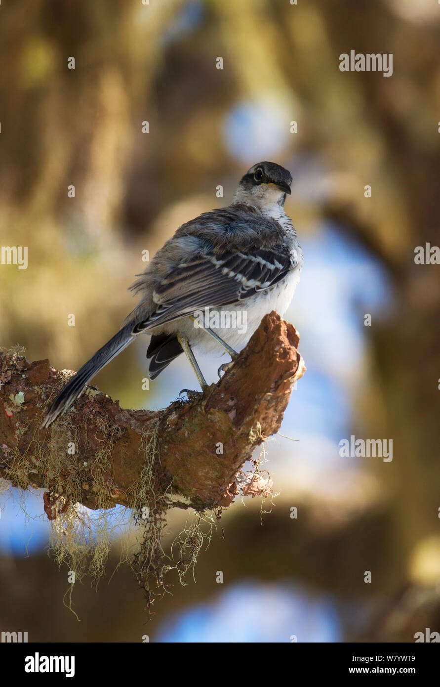 Galapagos Spottdrossel (Mimus parvulus) auf Baum gehockt, Rückansicht, Galapagos. Stockfoto