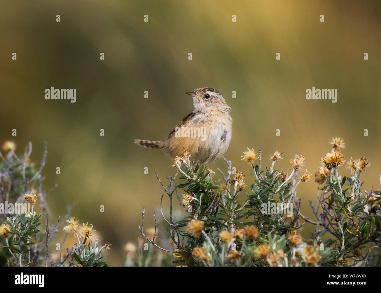 Segge wren (Cistothorus platensis hornensis) Ushuaia, Argentinien, Februar. Stockfoto