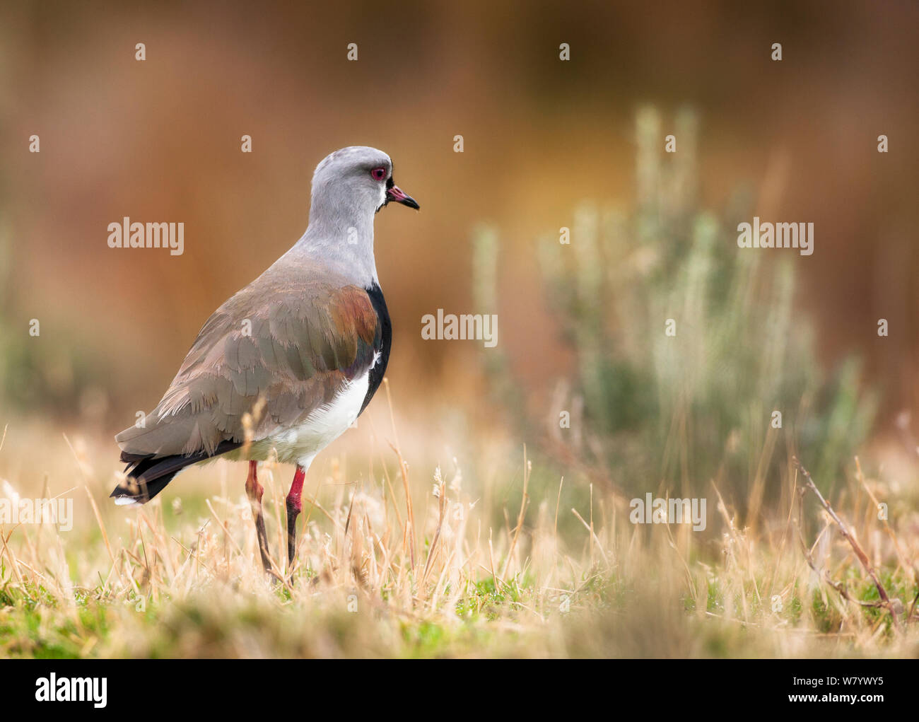 Südliche Kiebitz (Vanellus sp. fretensis) Feuerland, Argentinien, März. Stockfoto