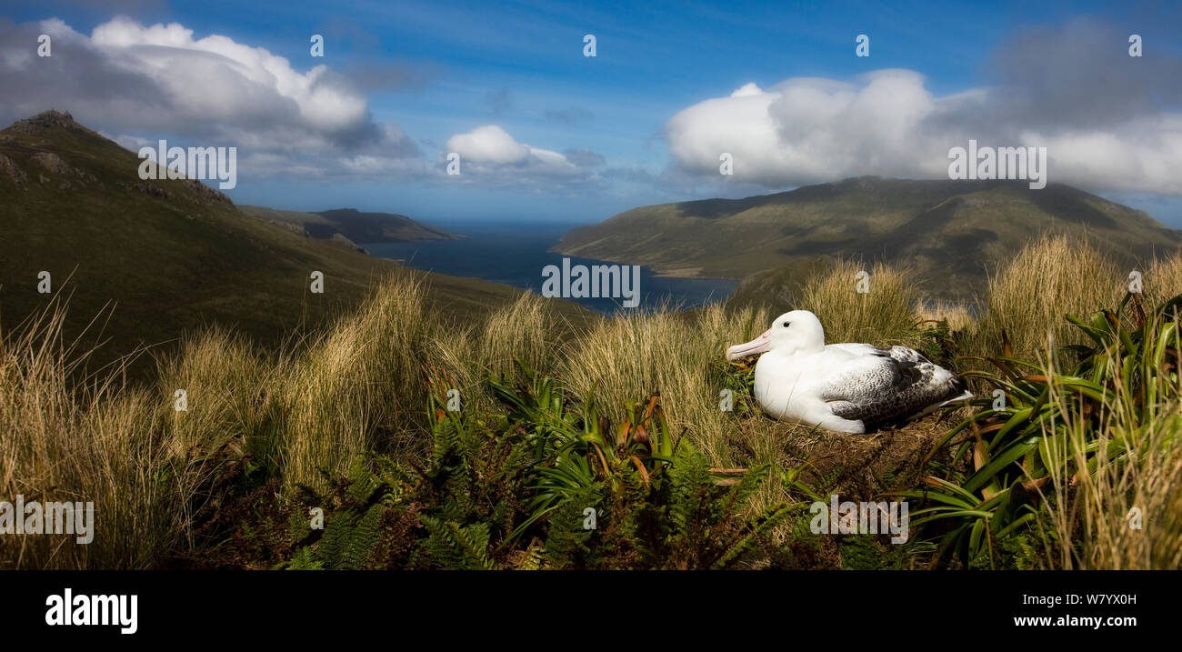 Südliche Royal Albatross (Diomedea epomophora) am Nest, Campbell Island, Neuseeland, Februar. Stockfoto