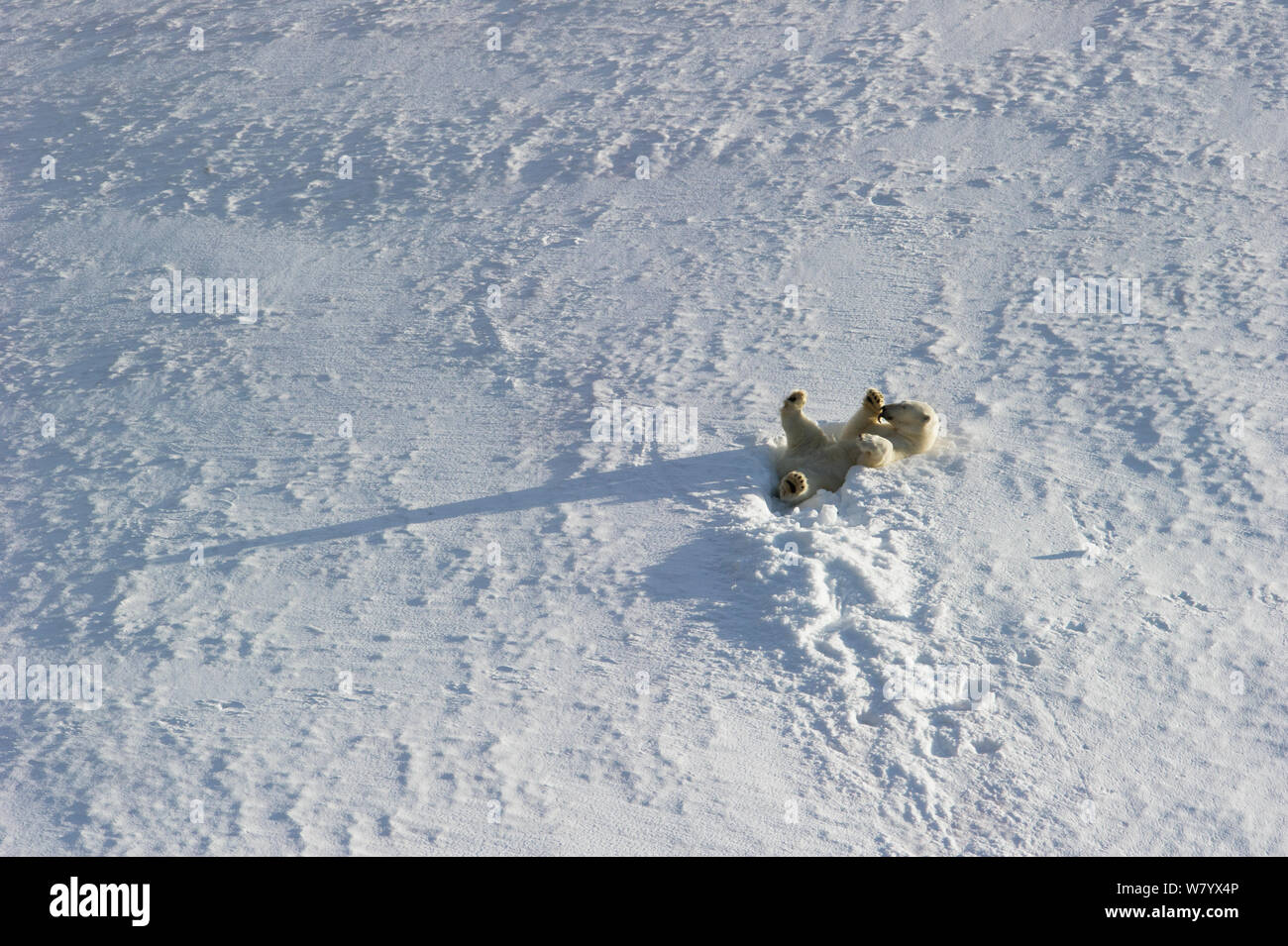 Luftaufnahme der Eisbär (Ursus maritimus) liegen auf dem Rücken, grooming Paw, Nordaustlandet, Svalbard, Norwegen, September. Stockfoto