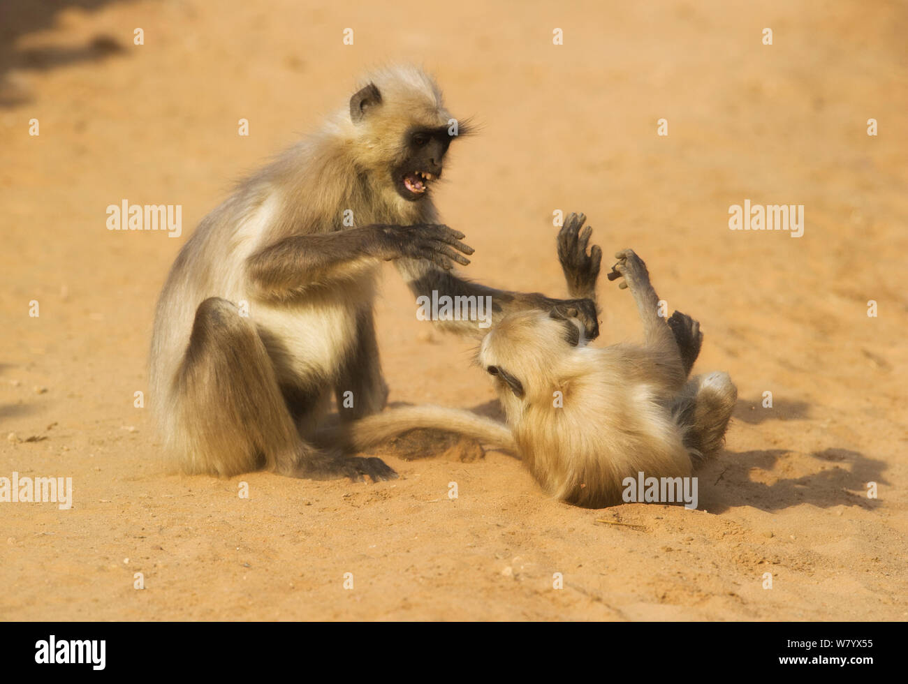 Grau langurs (Semnopithecus dussumieri) kämpfen, Madhya Pradesh, Indien Stockfoto
