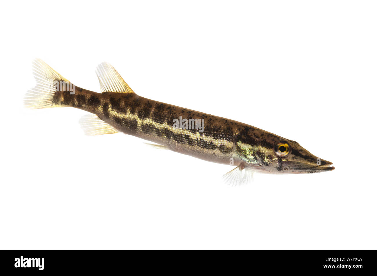 Juvenile Gras pickerel (Esox americanus) Oklahoma, USA, April. Meetyourneighbors.net Projekt Stockfoto