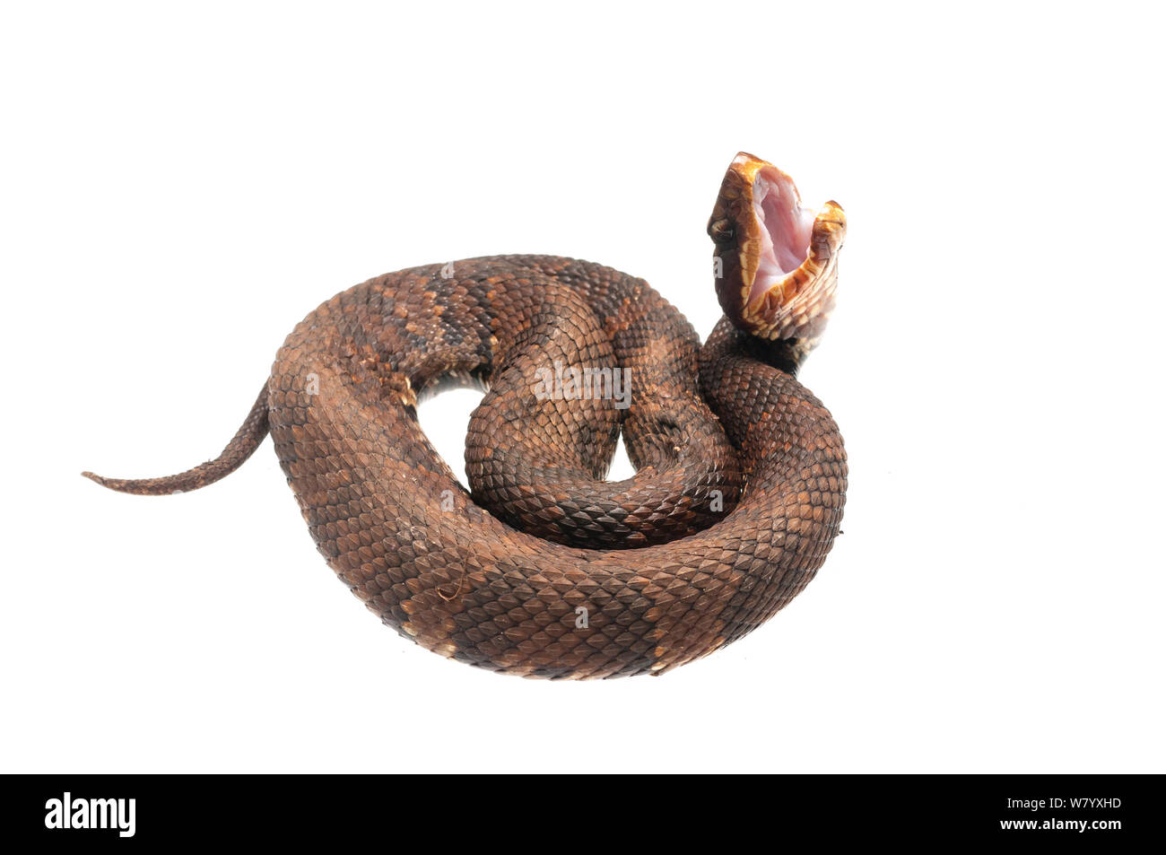 Cottonmouth snake (Agkistrodon piscivorus) eingerollt mit offenem Mund, Wasser Valley, California, USA, April. Meetyourneighbors.net Projekt Stockfoto