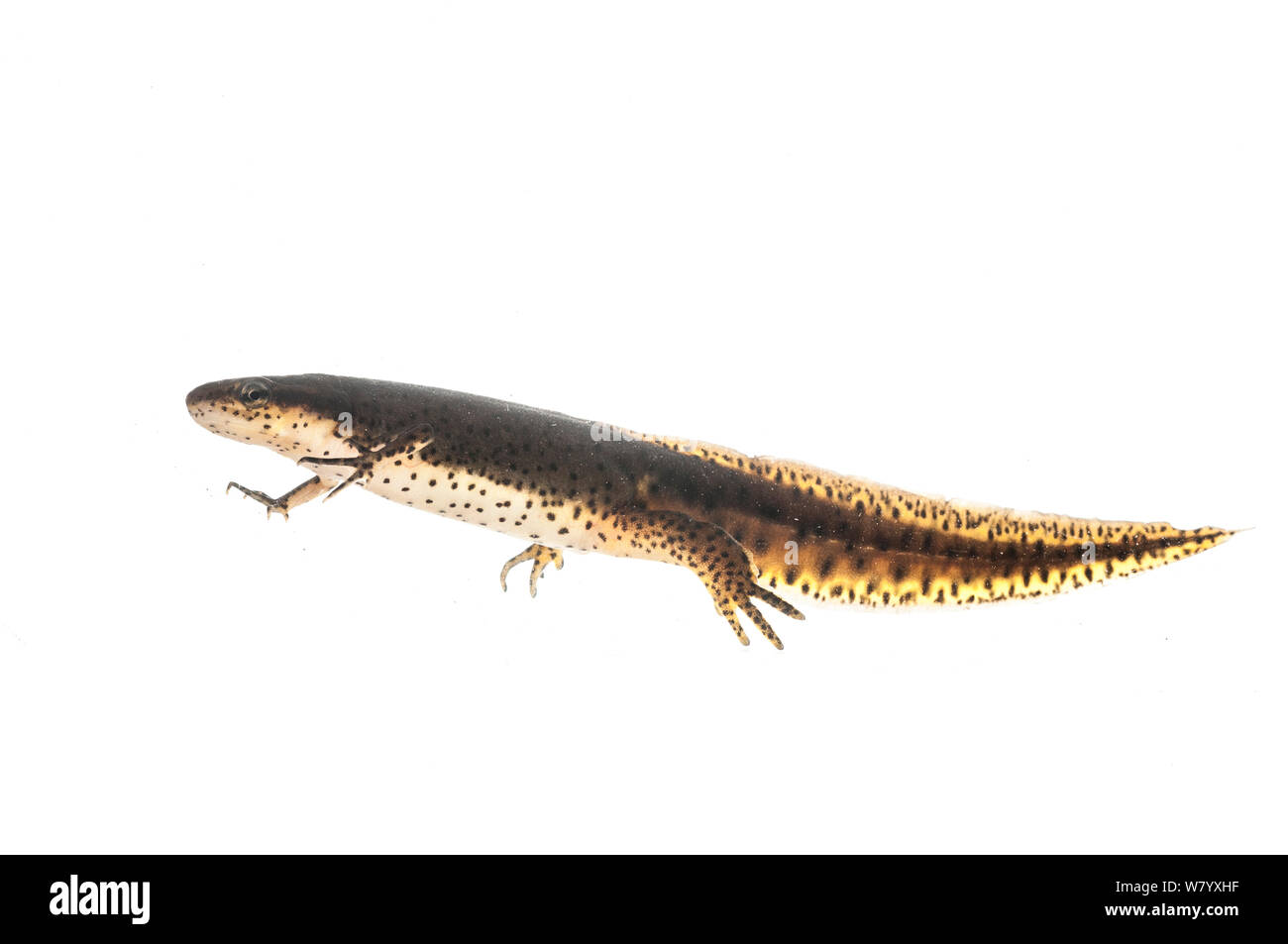 Östlichen newt (Notophthalmus Viridescens) Wasser Valley, California, USA, April. Meetyourneighbors.net Projekt Stockfoto