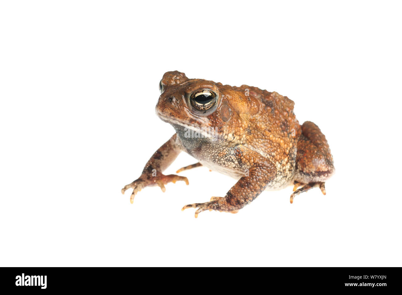 Fowler&#39;s Kröte (Anaxyrus Fowleri) Tishomingo State Park, Florida, USA, April. Meetyourneighbors.net Projekt Stockfoto