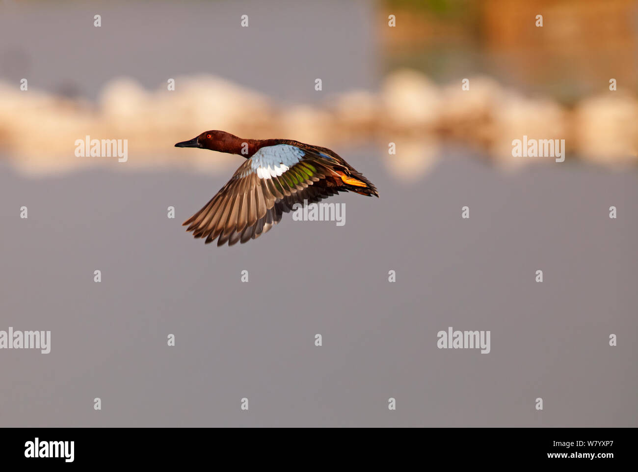Cinnammon teal (Spachtel cyanoptera septentrionalium) Männliche fliegen, Xochimilco Feuchtgebiete, Mexiko City, März Stockfoto
