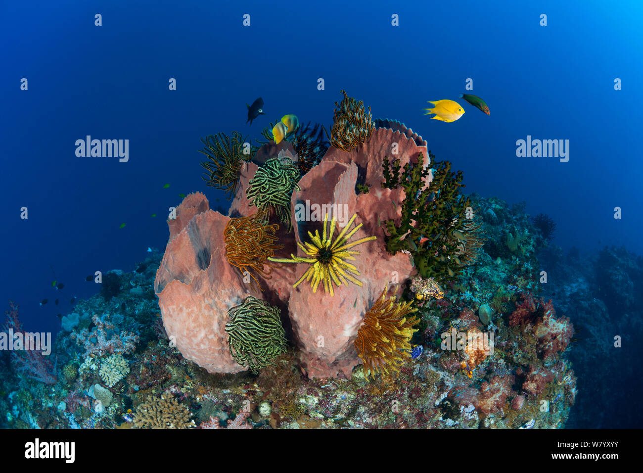 Riesen fass Schwamm (Xestospongia testudinaria) mit crinoiden, Kimbe Bay, West New Britain, Papua Neu Guinea. Stockfoto