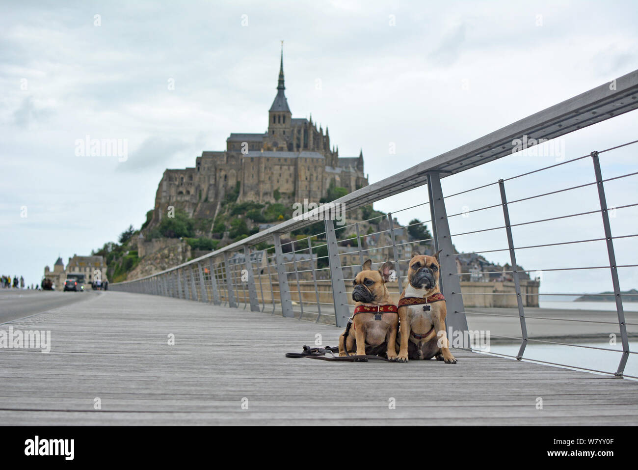 Zwei französische Bulldogge touristische Hunde Sightseeing auf Urlaub auf der Brücke vor der berühmten französischen Wahrzeichen "Le Mont-Saint-Michel' im Hintergrund in der Normandie Stockfoto