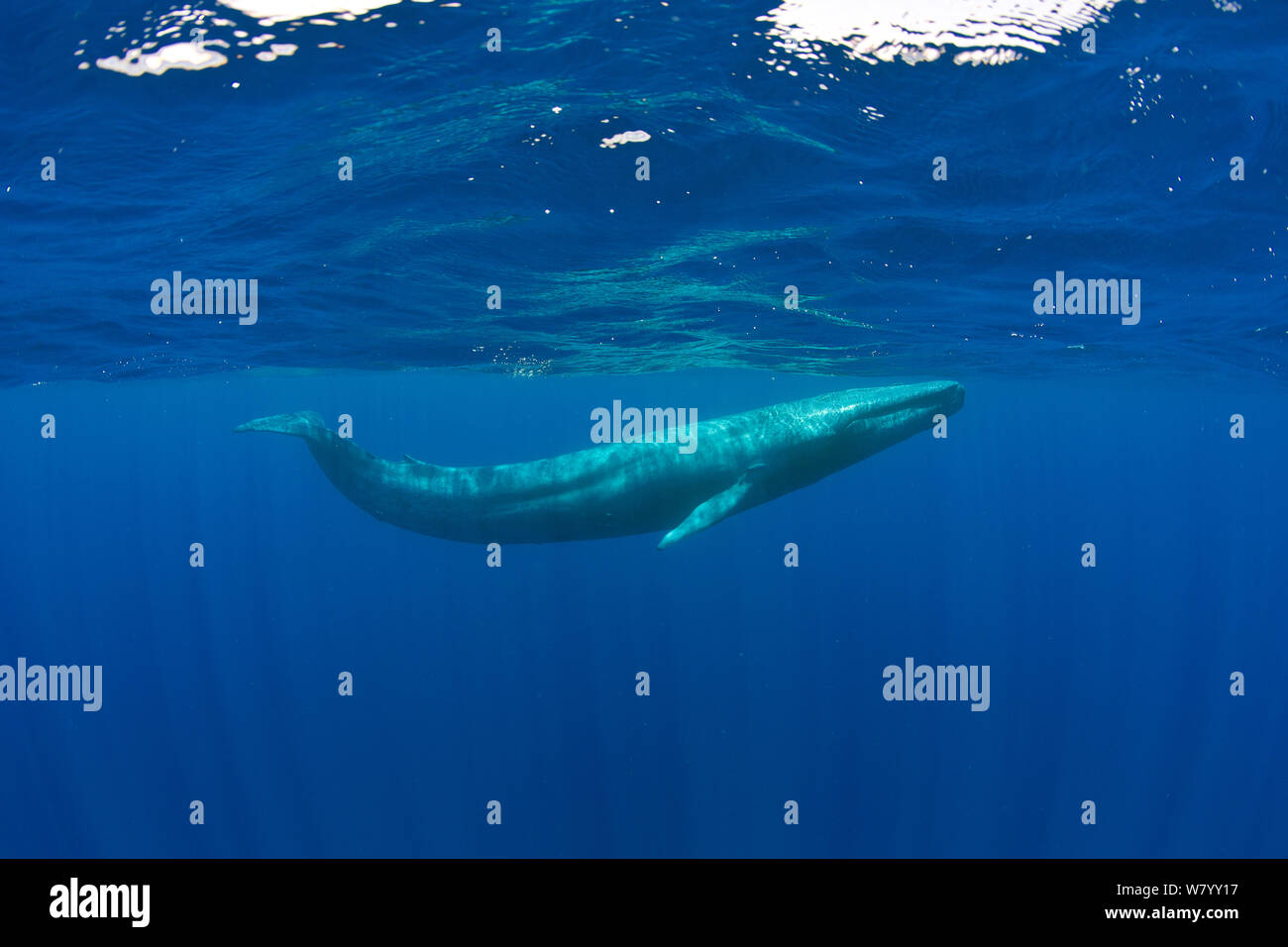 Pygmy Blauwal (Balaenoptera musculus brevicauda) Mirissa, Sri Lanka, Indischer Ozean. Gefährdete Arten. Unterarten der Blauwal. Stockfoto