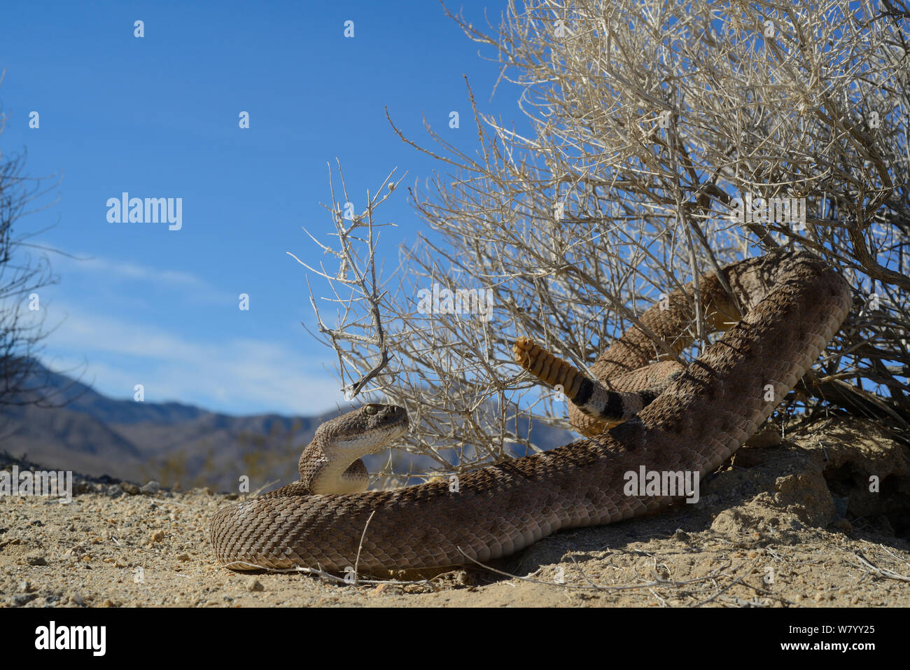 Western diamondback Rattlesnake (Crotalus Atrox) mit Schwanz im Bush, Arizona, USA, Oktober gewickelt. Kontrollierten Bedingungen. Stockfoto