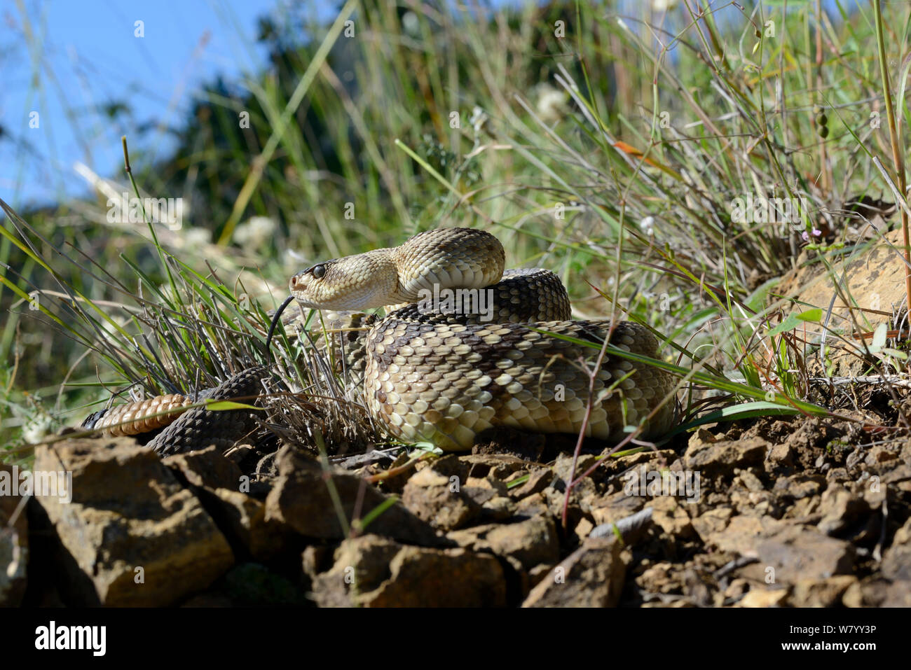 Schwarz-tailed Klapperschlange (Crotalus molossus) Verkostung der Luft, Arizona, USA, September. Kontrollierten Bedingungen Stockfoto