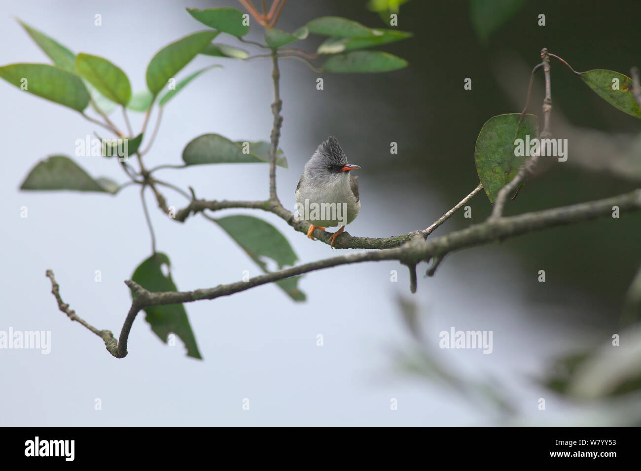 Schwarz, dass yuhina (Yuhina nigrimenta) thront, DaMingShan Moutain, Guangxi Provinz, China, Juli. Stockfoto