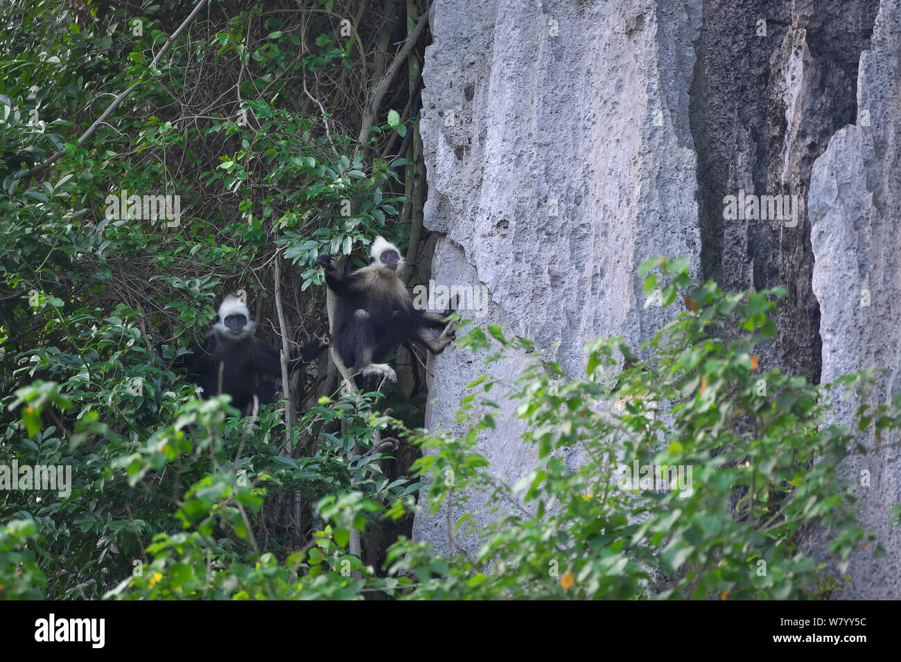 Unter schwarzen langurs (Trachypithecus poliocephalus leucocephalus) im Baum neben steilen Fels, Guangxi Provinz, China, Juli. Kritisch gefährdeten Arten. Stockfoto