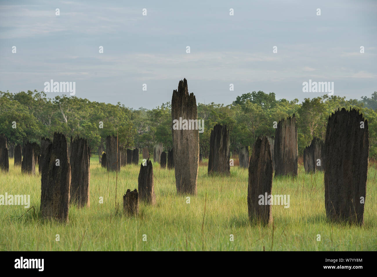 Magnetic Termite Mounds (Amitermes) nach Regen, Litchfield National Park. Northern Territory, Australien. Stockfoto