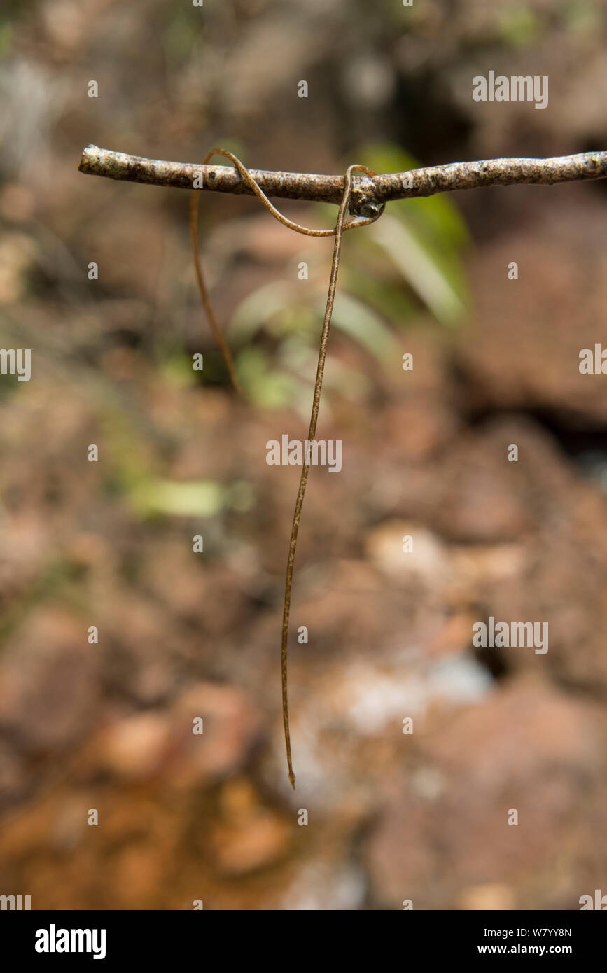 Rosshaar Worms (Nematomorpha) auf Zweig, Northern Territory, Australien. Stockfoto