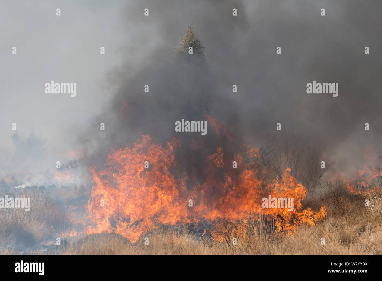 Bush fire im Outback, Northern Territory, Australien. Stockfoto