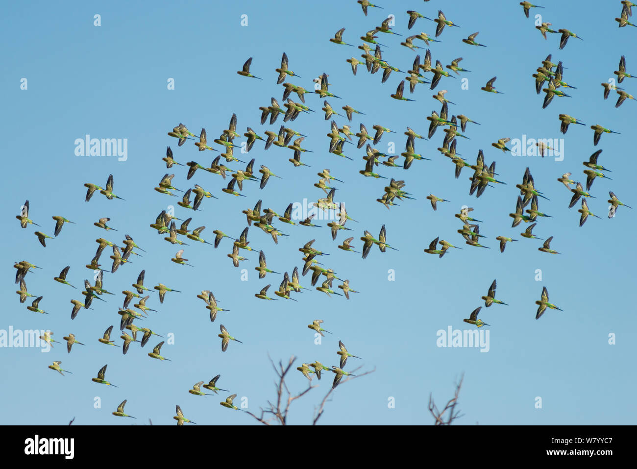 Herde von Wellensittichen (Melopsittacus undulatus) im Flug, Northern Territory, Australien. Stockfoto