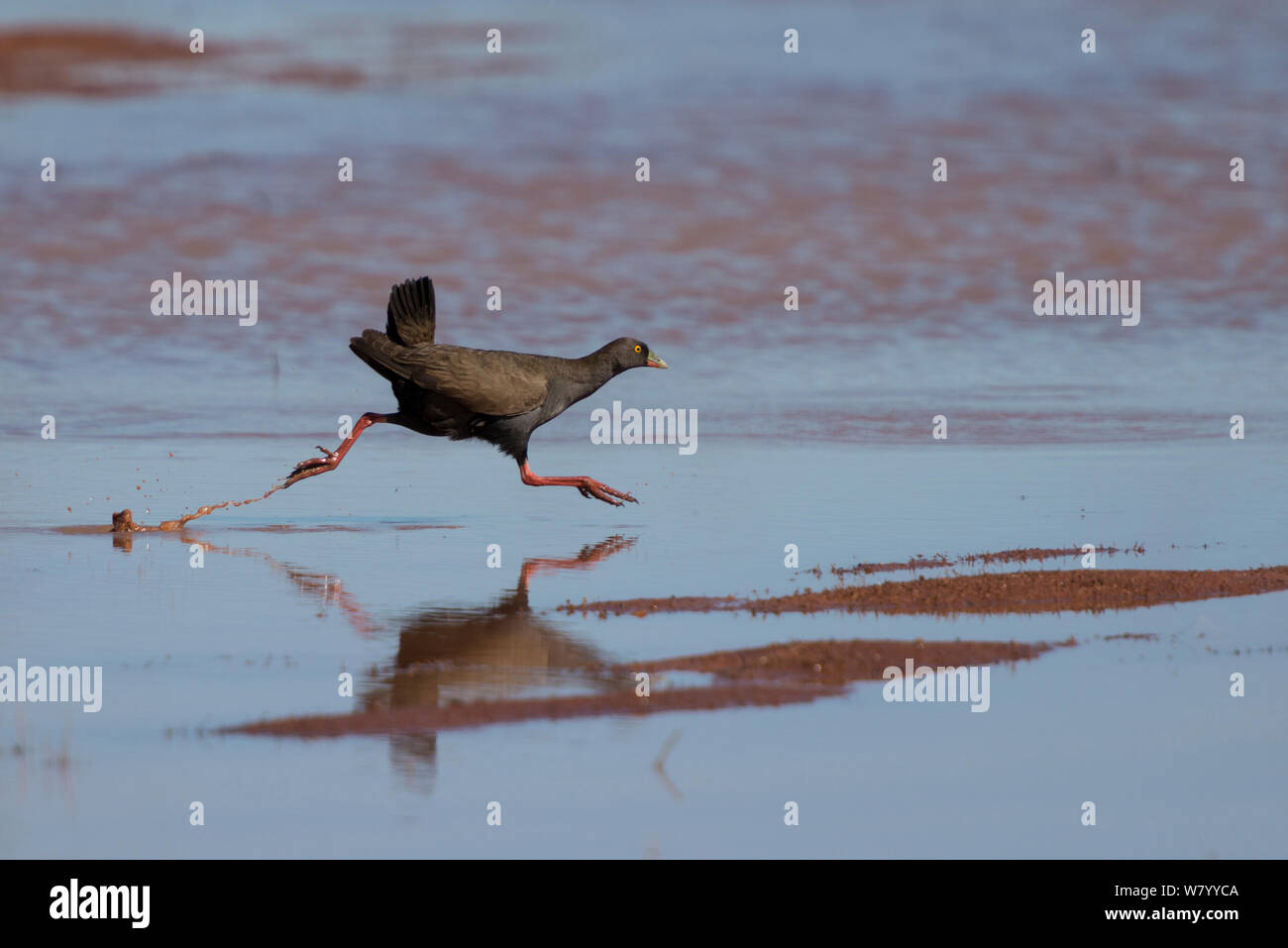 Schwarz-tailed nativehen (Tribonyx Ventralis) läuft, Northern Territory, Australien. Stockfoto