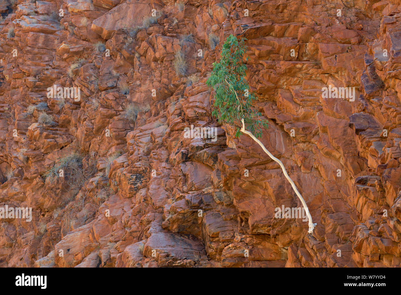 River Red Gum Tree (Eucalyptus camaldulensis) Redbank Gorge, West MacDonnell Ranges, Alice Springs, Northern Territory, Australien. Stockfoto