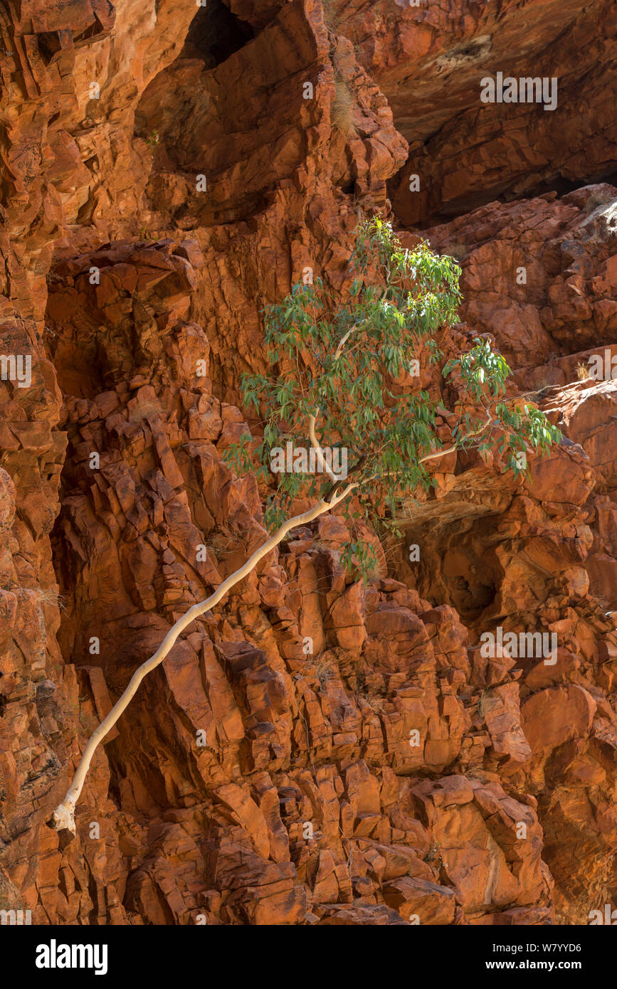 River Red Gum Tree (Eucalyptus camaldulensis) Redbank Gorge, West MacDonnell Ranges, Alice Springs, Northern Territory, Australien. Stockfoto