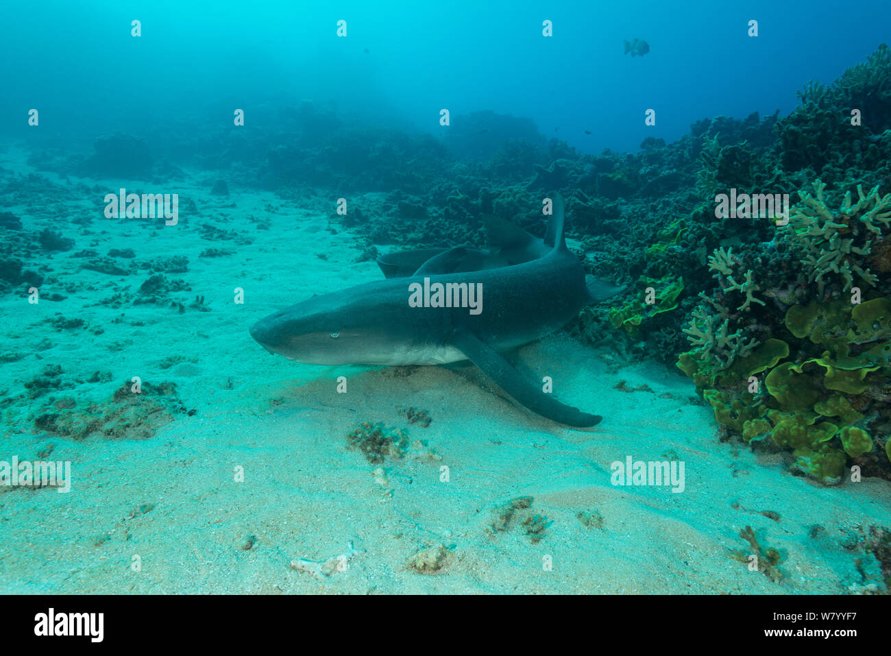 Tawny Ammenhai (Nebrius Art) Schwimmen über Sand, Flach, Great Barrier Reef, Queensland, Australien. Stockfoto