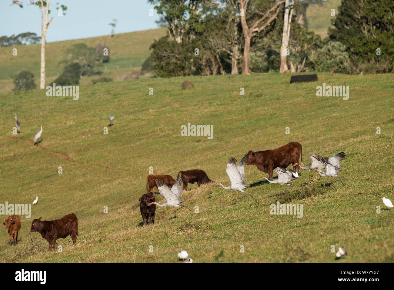 Brolga Kraniche (Grus rubicunda) vom Feld mit Vieh, Bromfield Sumpf, Atherton Tablelands, Queensland, Australien. Stockfoto