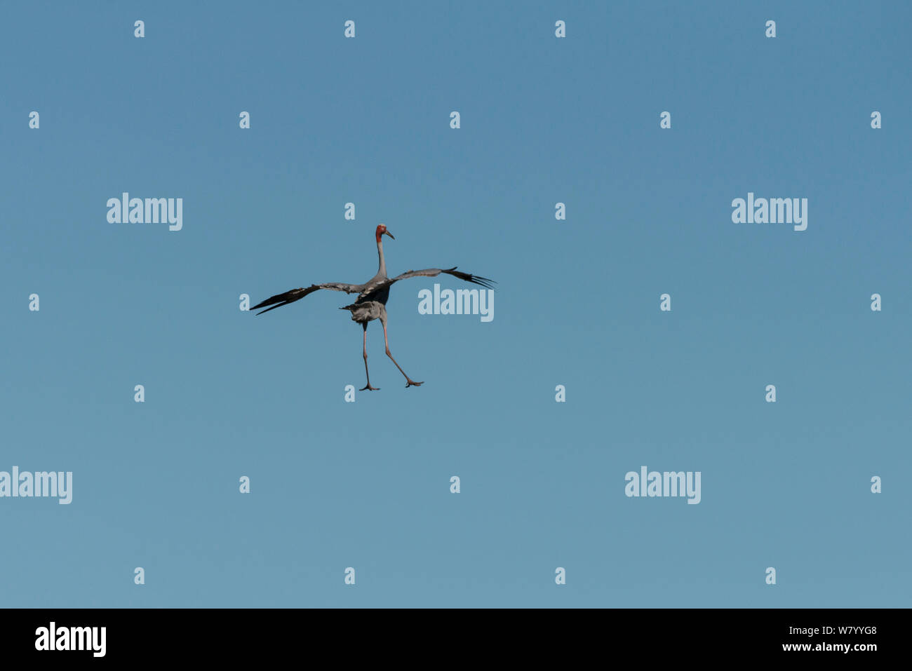 Sarus Crane (Grus Antigone) im Flug, Atherton Tablelands, Queensland, Australien. Stockfoto