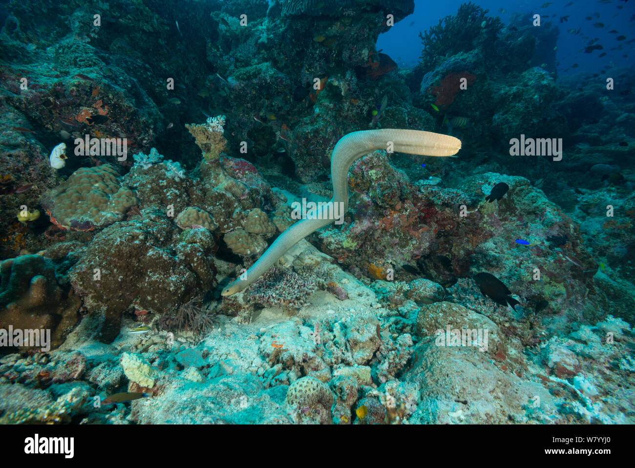 Olivenöl Seeschlange (Aipysurus laevis) Great Barrier Reef, Queensland, Australien. Stockfoto
