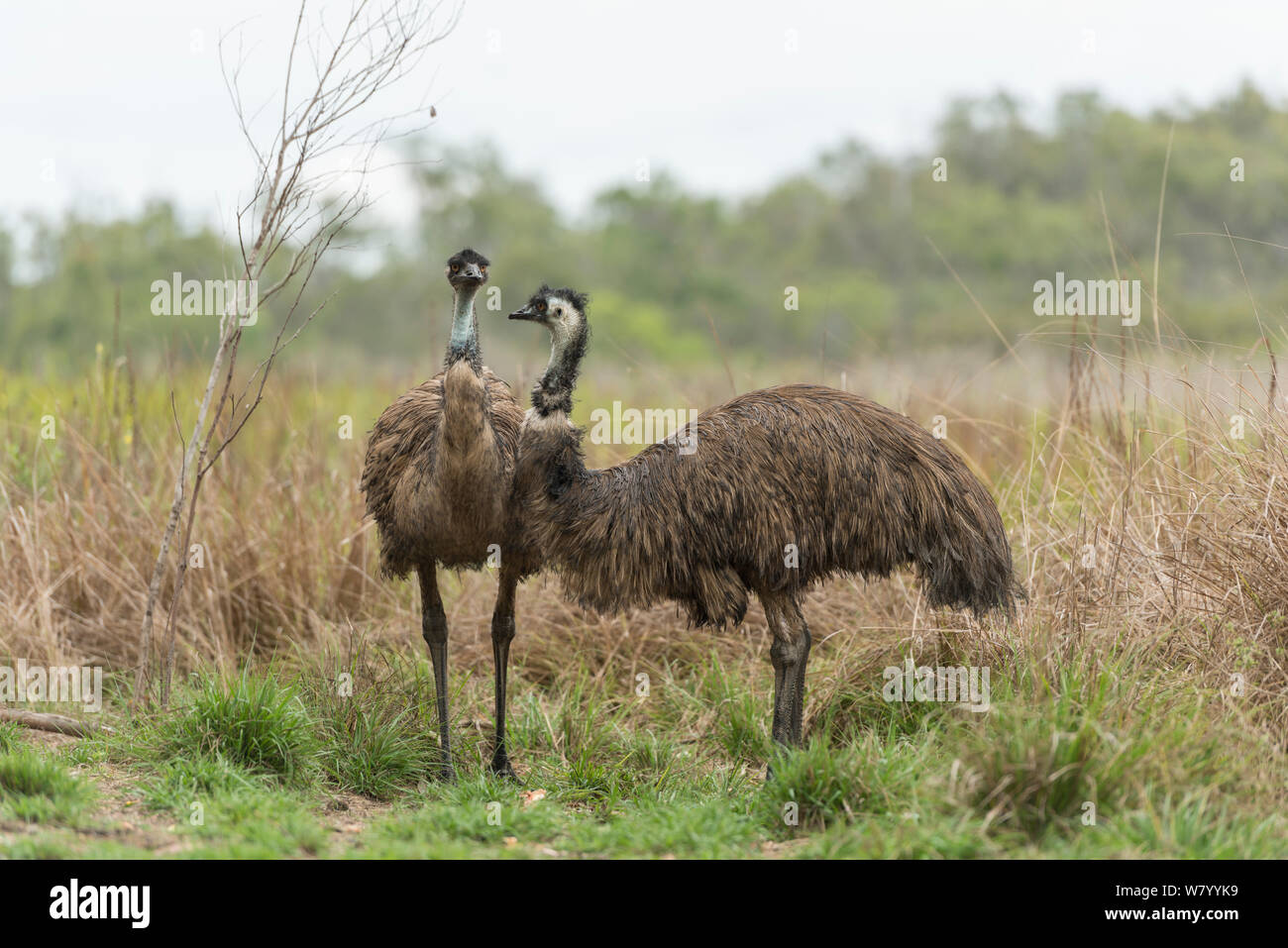 Emu (Dromaius novaehollandiae) Paar mit nassen Federn, Mareeba, Queensland, Australien. Stockfoto