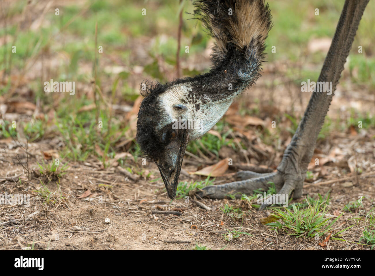 Emu (Dromaius novaehollandiae) Ernährung Mareeba, Queensland, Australien. Stockfoto