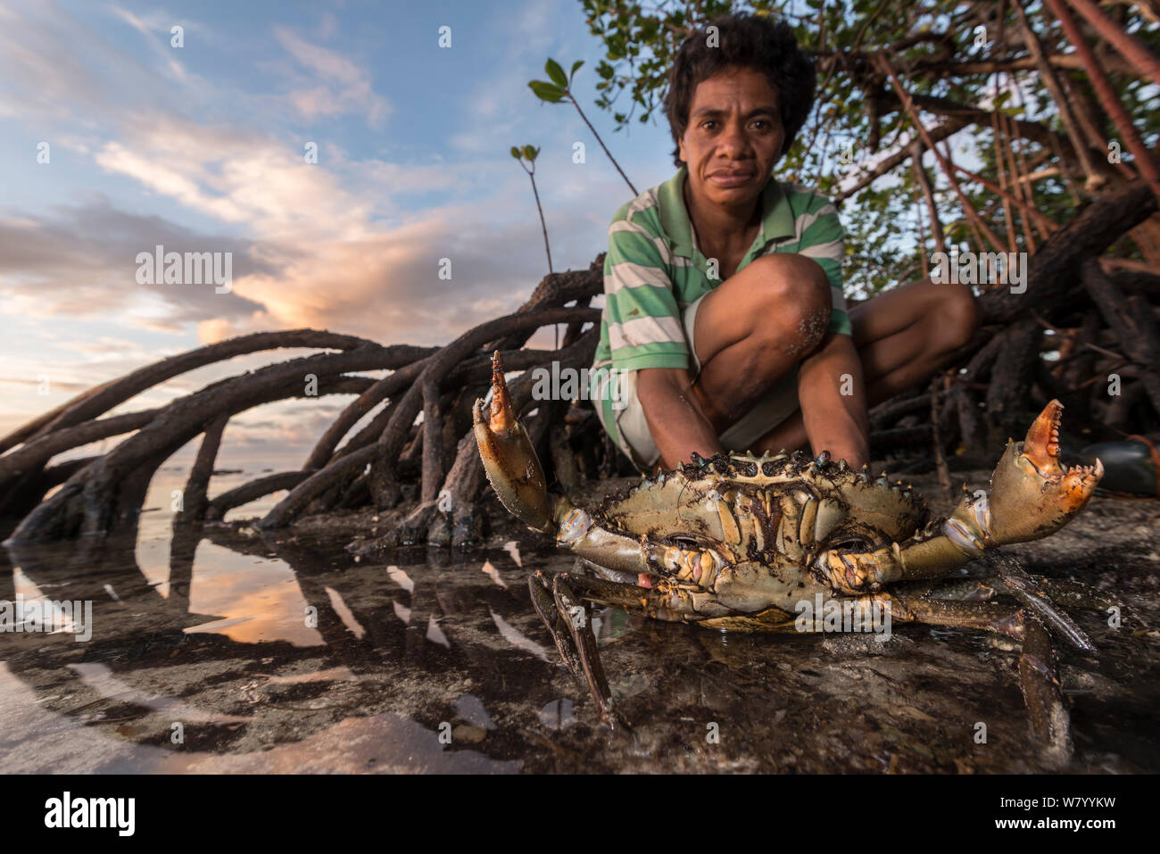 Mann mit aggressiven Mudcrab (Scylla serrata) in Mangroven, Mali Insel, Macuata Provinz, Fidschi, South Pacific. Stockfoto