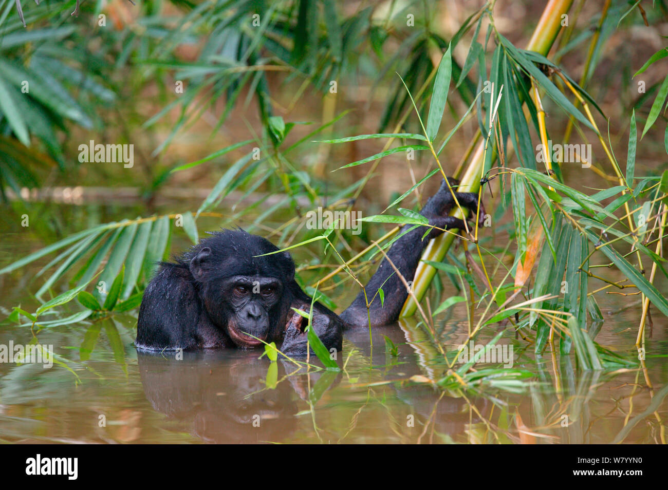 Bonobo (Pan paniscus), Stecker, Baden im Fluss, Lola ya Bonobo Heiligtum, der Demokratischen Republik Kongo Stockfoto