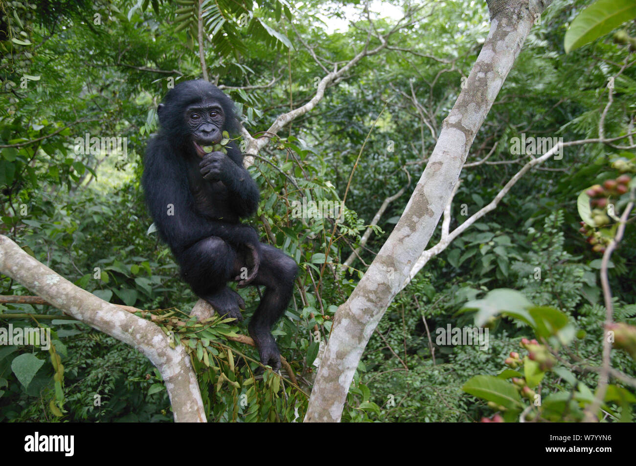 Bonobo (Pan paniscus) Youngster in Baum, Lola ya Bonobo Heiligtum, der Demokratischen Republik Kongo. Stockfoto