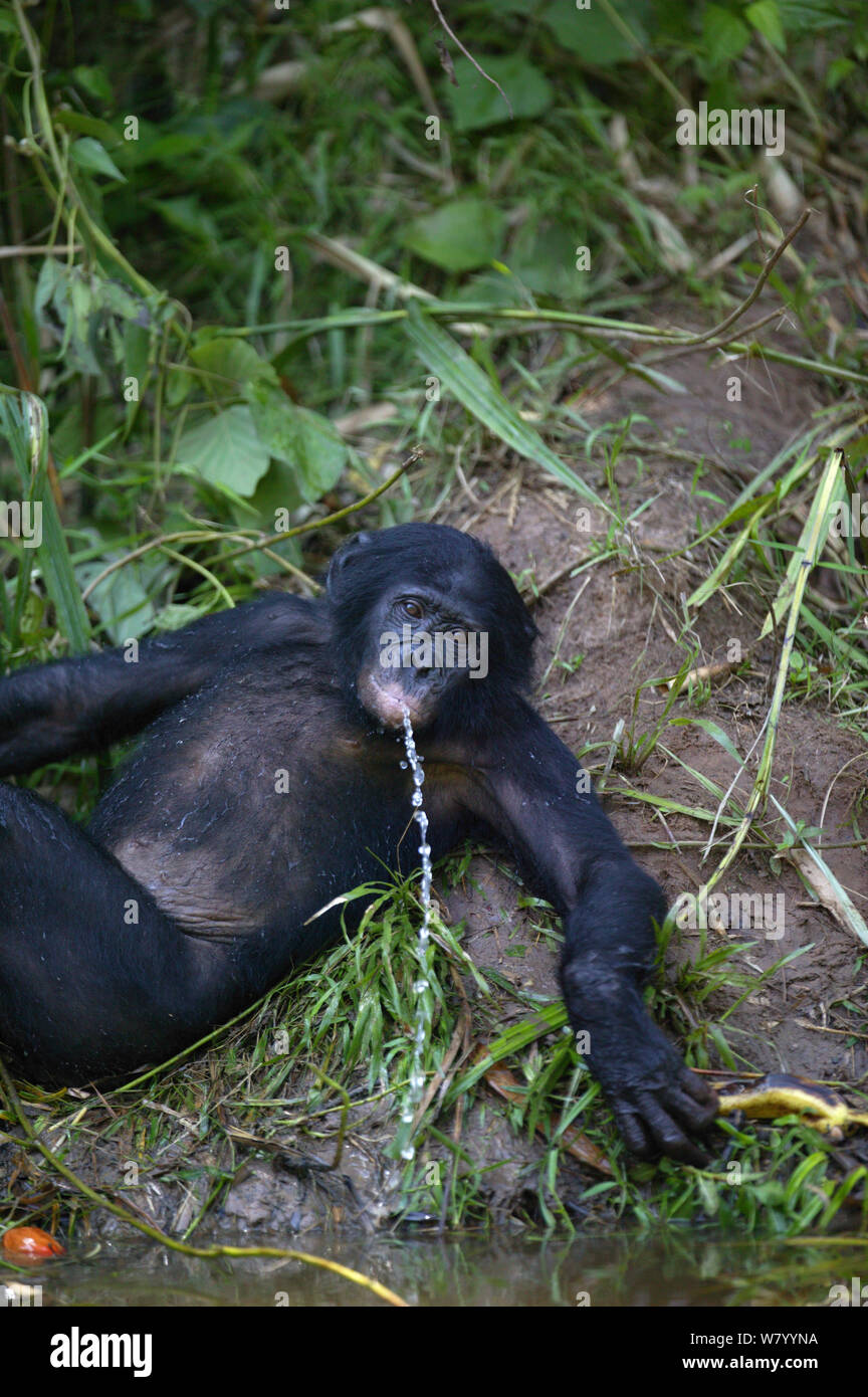 Bonobo (Pan paniscus) spielen mit Wasser, Lola Ya Bonobo Heiligtum, der Demokratischen Republik Kongo. Stockfoto