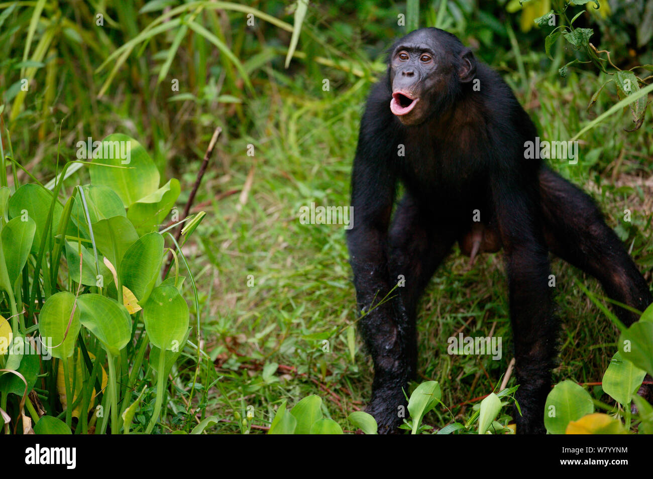 Bonobo (Pan paniscus) erwachsenen männlichen Vokalisierung, Lola ya Bonobo Heiligtum, der Demokratischen Republik Kongo. Stockfoto