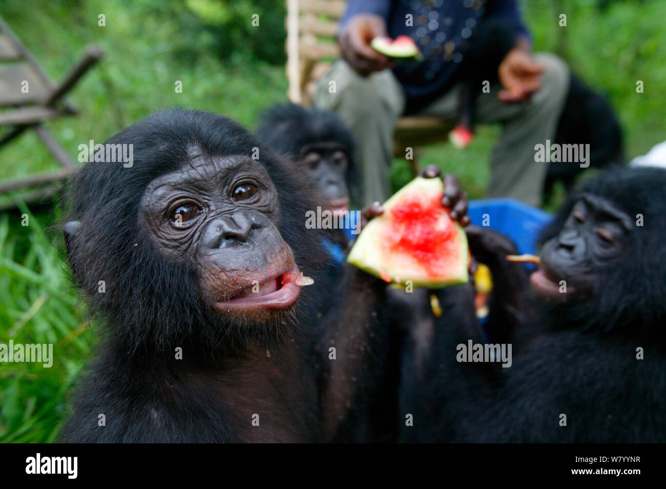Orphan Bonobos (Pan paniscus) Fütterung mit Wassermelone, Lola Ya Bonobo Heiligtum, der Demokratischen Republik Kongo. Stockfoto