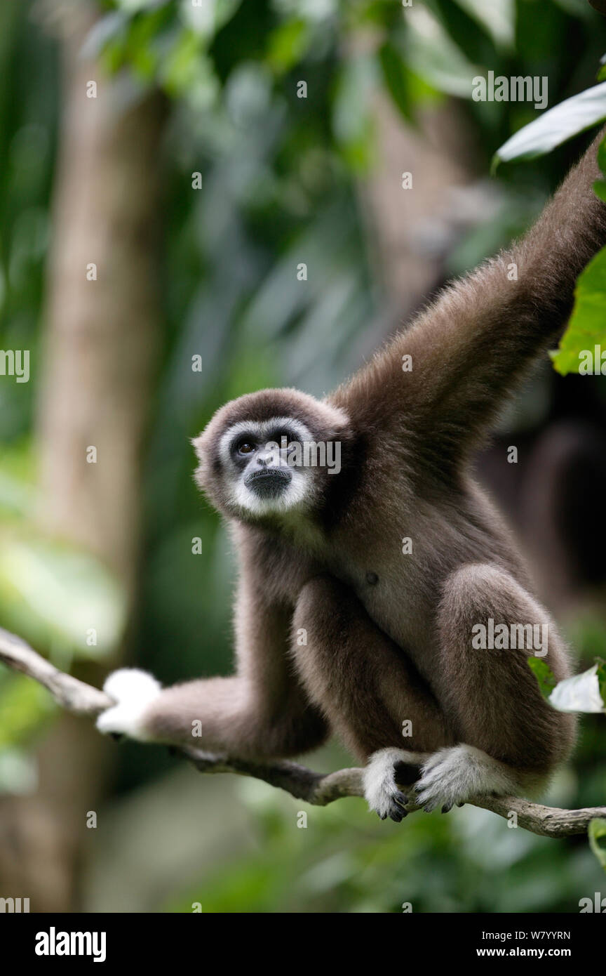 Weiß - übergeben Gibbon (Hylobates lar) Porträt, captive Singapur Zoo. Gefährdete Arten, tritt in Südostasien. Stockfoto