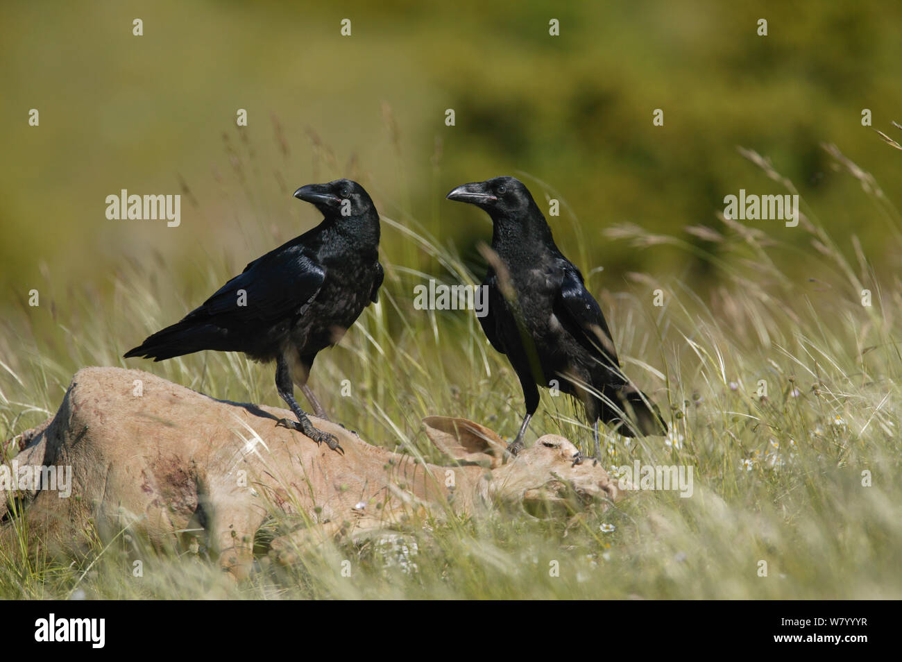 Gemeinsame Raben (Corvus Corax) auf Schafe Karkasse thront, Grands Causses, Midi-Pyrenees, Frankreich. Stockfoto