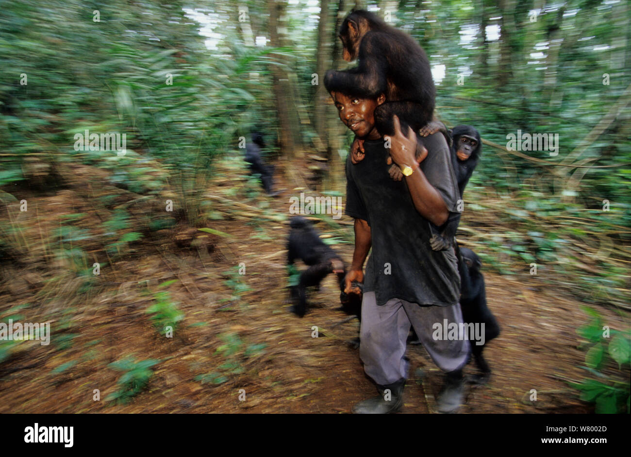 Lola Ya Bonobo Heiligtum Tierarzt mit Baby orphan Bonobos (Pan paniscus) Republik Kongo. Stockfoto