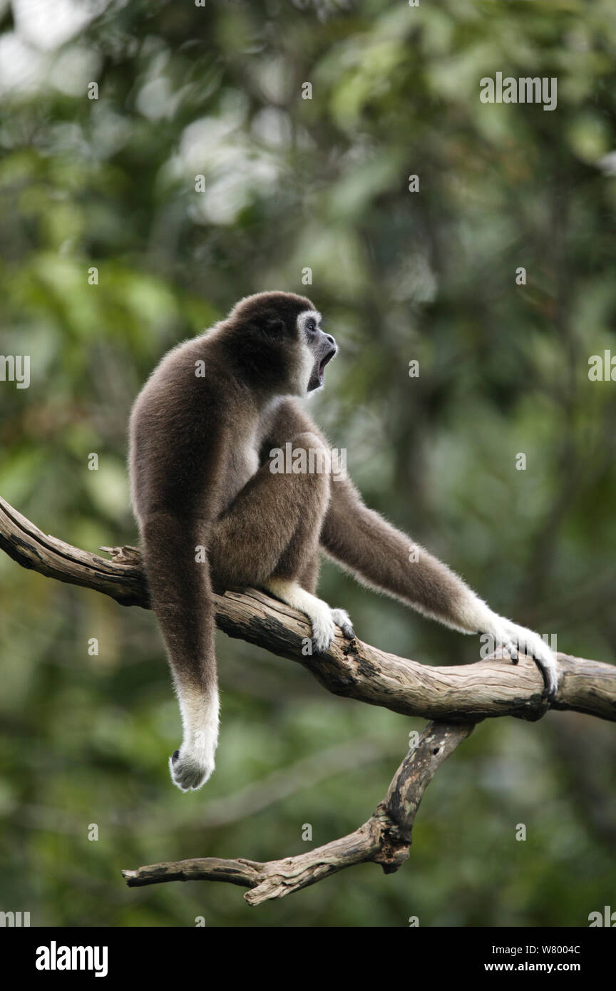 Weiß - übergeben Gibbon (Hylobates lar) gefangen im Singapore Zoo. Stockfoto