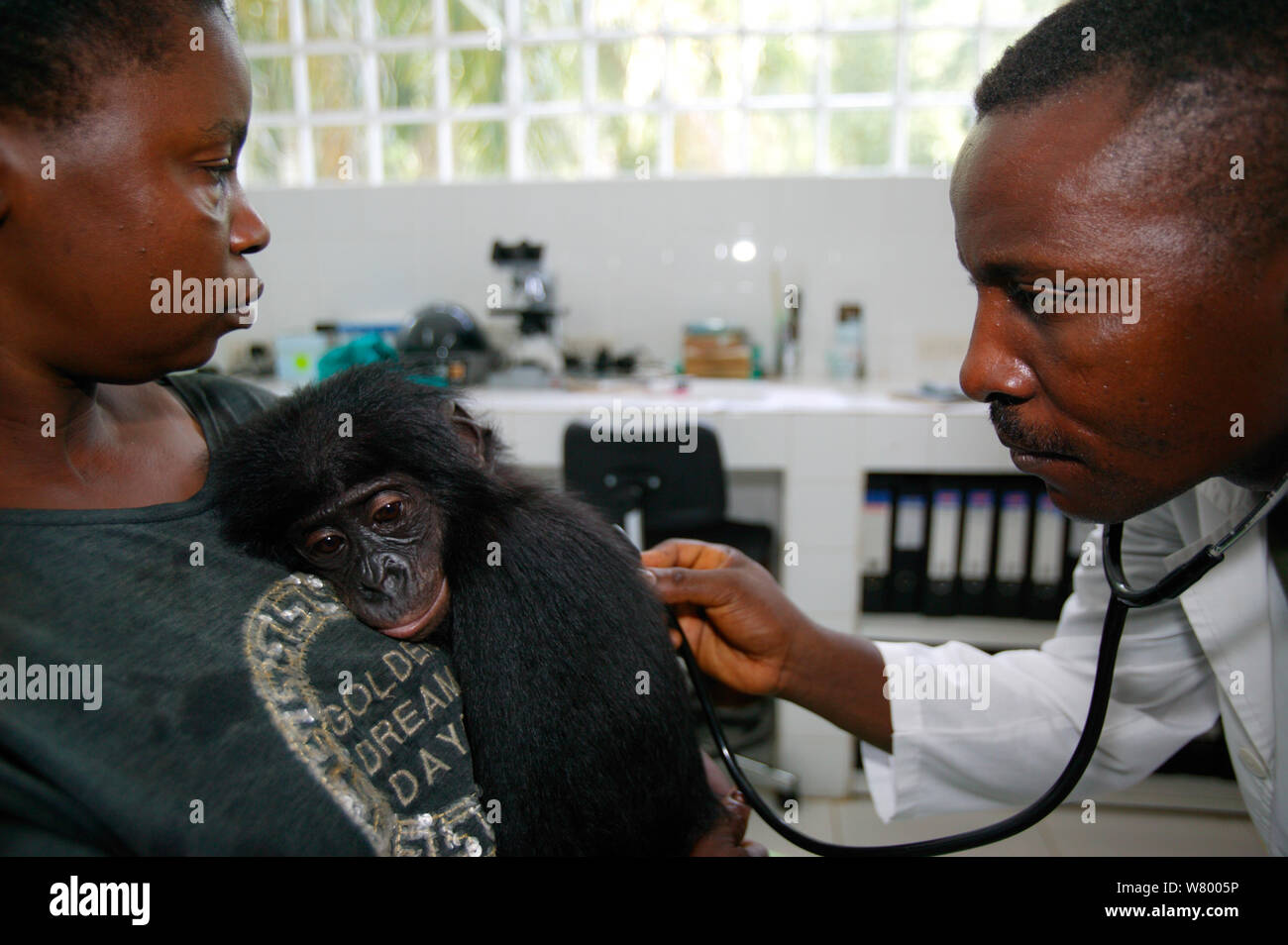 Vet Prüfung orphan Bonobo (Pan paniscus) Lola Ya Bonobo Heiligtum, der Demokratischen Republik Kongo. Stockfoto