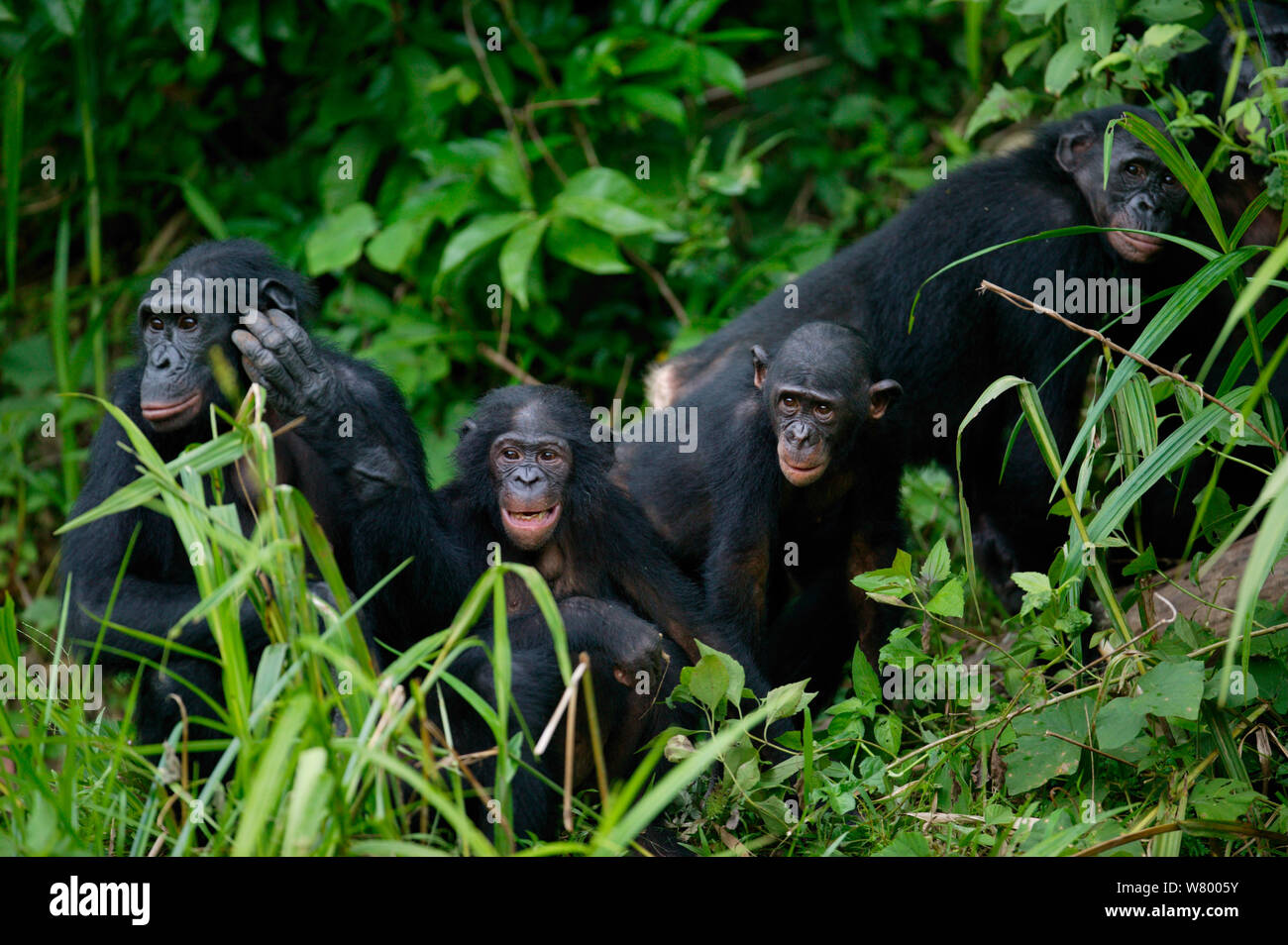 Gruppe von Bonobos (Pan paniscus) Lola Ya Bonobo Heiligtum, der Demokratischen Republik Kongo. Stockfoto