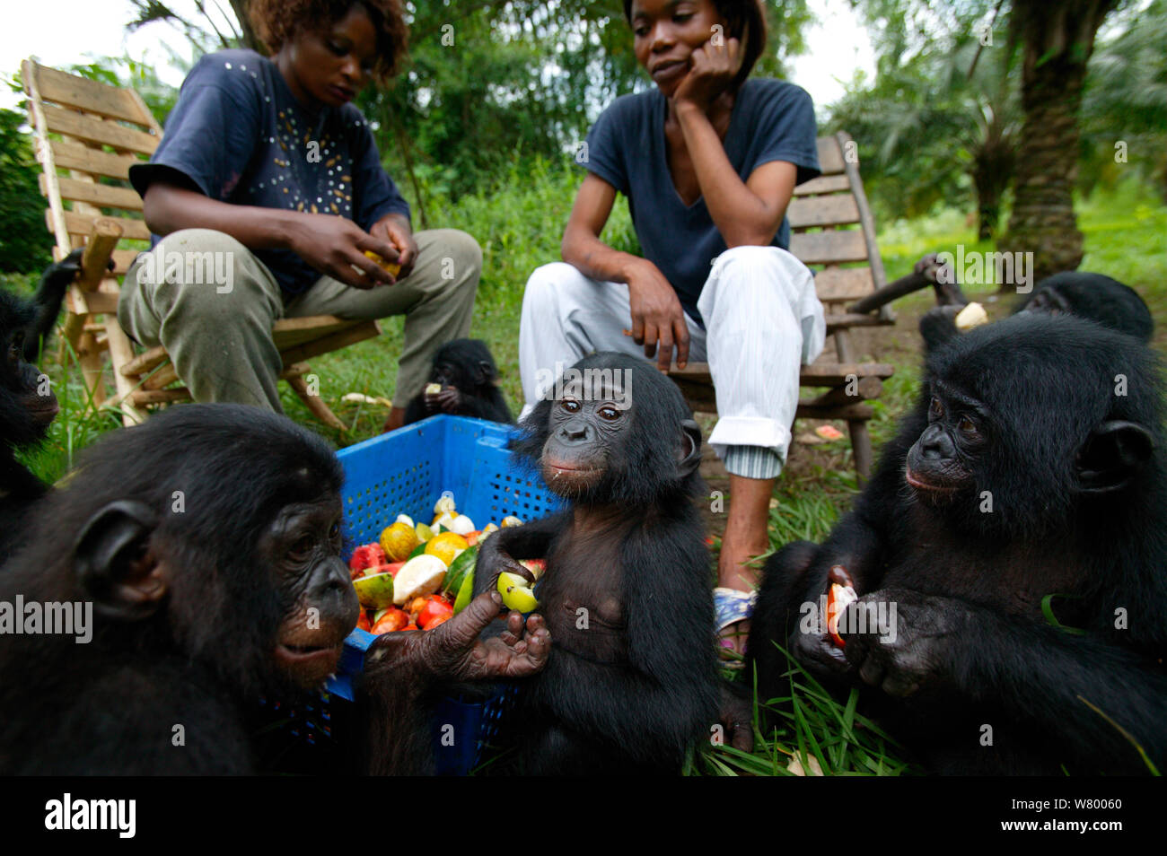Leihmütter Fütterung Bonobo (Pan paniscus) Waisen, Lola Ya Bonobo Heiligtum, der Demokratischen Republik Kongo. Stockfoto