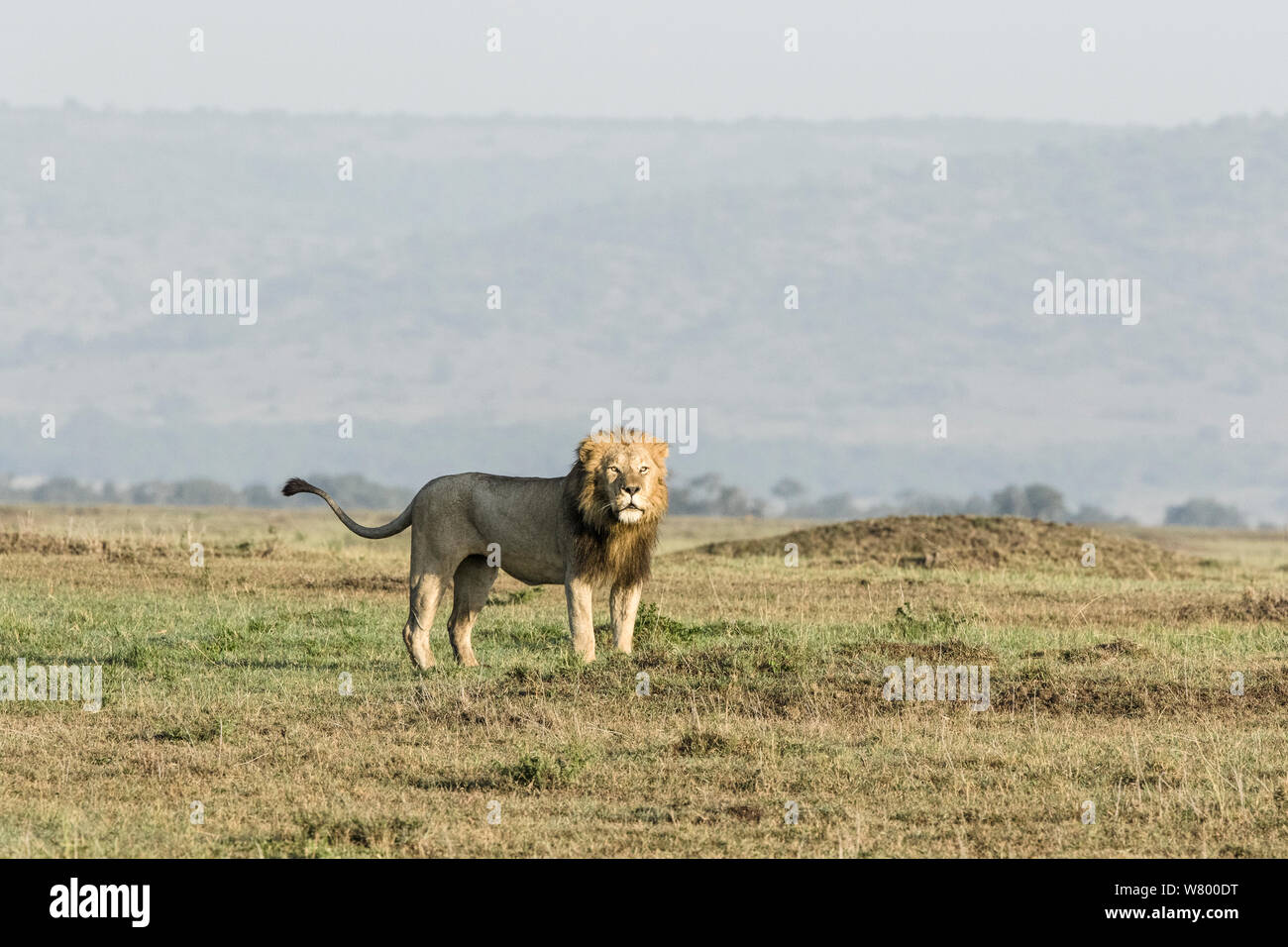 Löwe (Panthera leo), männlich in Habitat, Masai-Mara Game Reserve, Kenia Stockfoto