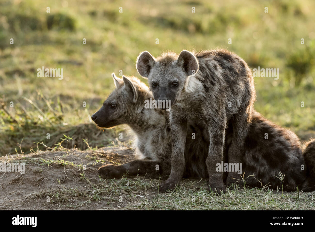 Tüpfelhyäne (Crocuta crocuta), Cubs spielen bei den, Masai-Mara Game Reserve, Kenia Stockfoto
