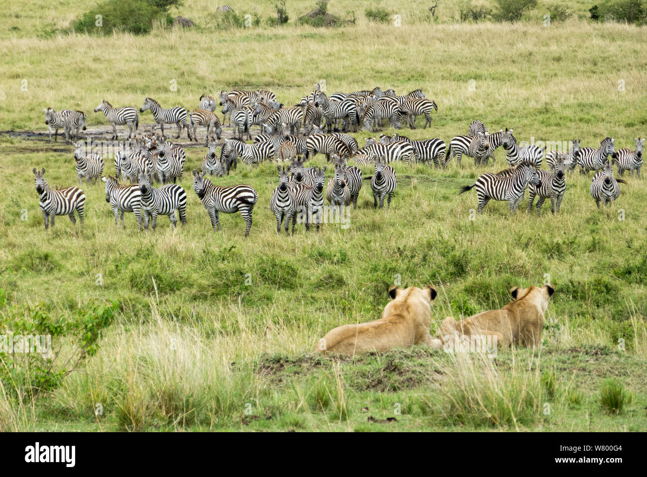 Löwinnen (Panthera leo) Zuschüsse zu beobachten Zebras (Equus quagga boehmi), Masai-Mara Game Reserve, Kenia. Stockfoto