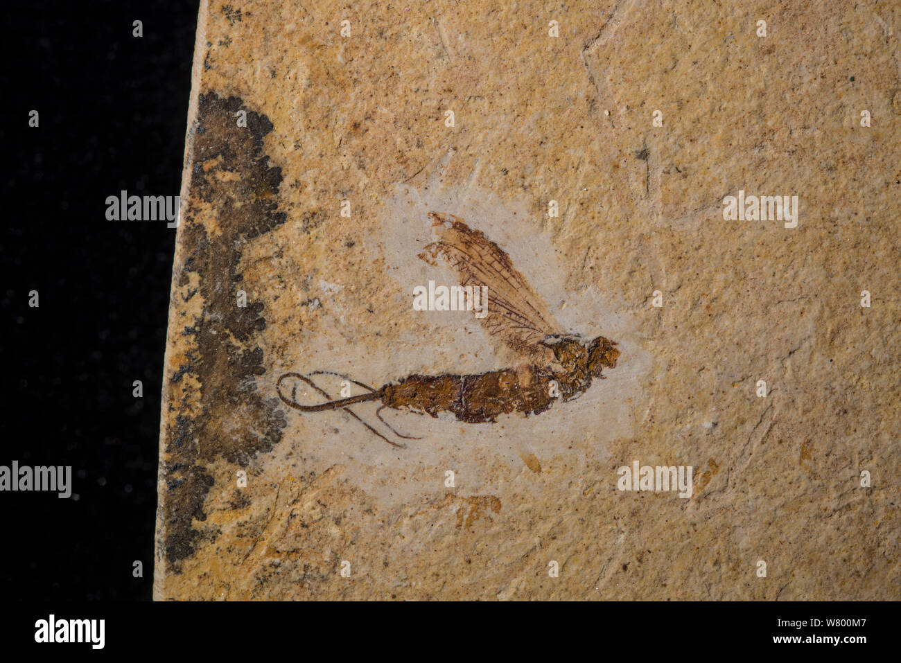 Fossile Mayfly, Muster ca. 15 mm lang. Unteren Kreidezeit aus Crato Formation, Nova Olinda, Ceara, Brasilien Stockfoto